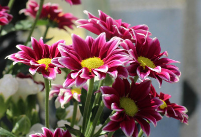 XOLDA Exotic gazania Seed(40 per packet)