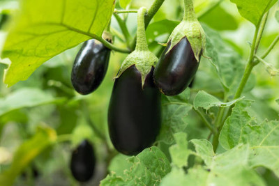 Kodali Hybrid F1 Brinjal Seeds Pack Of 69 Seed(69 per packet)