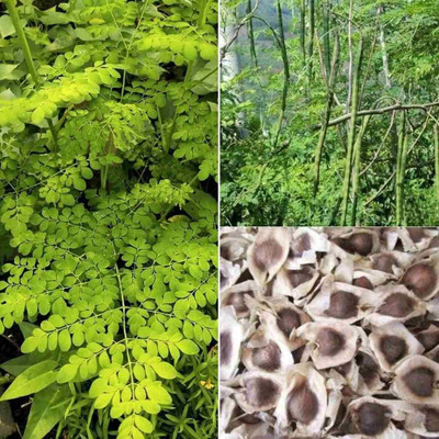 CYBEXIS XLL-35 - Moringa PKM2 Drumstick - (450 Seeds) Seed(450 per packet)