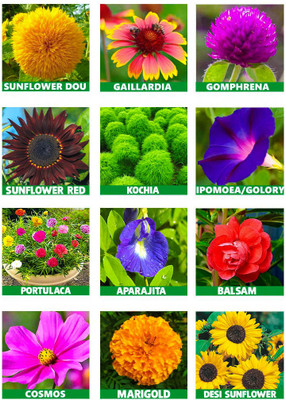 ARTA 10 Variety Of Flower Seeds Combo Pack Seed(1050 per packet)