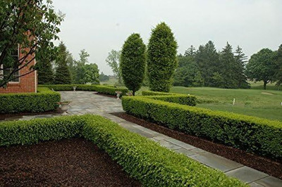 Qualtivate ATS-10 Winter Gem Boxwood Seed(200 per packet)
