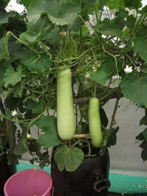 Qualtivate RES-4A Long Bottle Gourd लोकि बीज Seed(50 per packet)