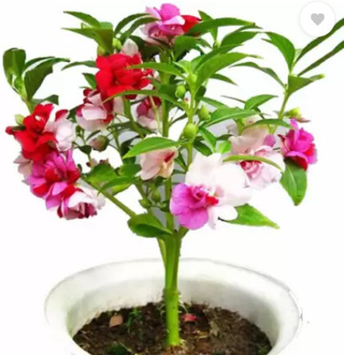 SRKR AGRO Balsam flower,Dopati Flower Seed Seed(150 per packet)