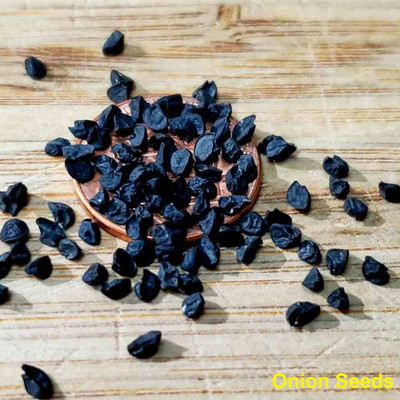 Qualtivate PUA-3A Orange Onion | Pyaj Hybrid Seeds Seed(500 per packet)