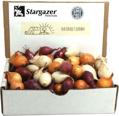KNESSiN Heirloom Red, White, Yellow Mix Onion Seeds for Terrace Gardening-(300 Seeds) Seed(300 per packet)