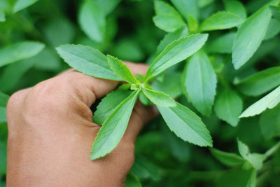 BDSresolve Stevia seeds for home garden,stevia seeds for plant Seed(55 per packet)
