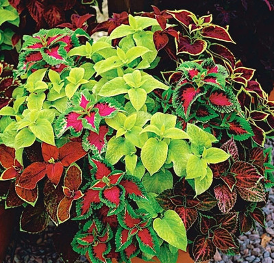 Quentova Coleus Blumei Mix Plectranthus scutellarioides-11P-LNT Seed(75 per packet)