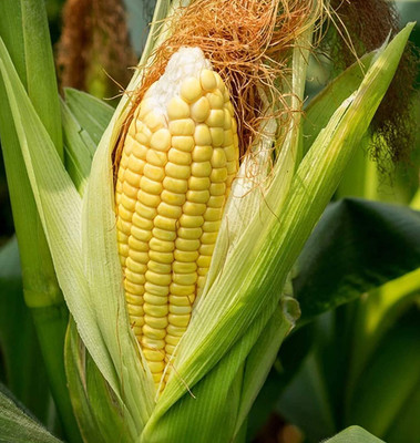 LPR SWEET CORN,BUTTA SEEDS Seed(400 per packet)