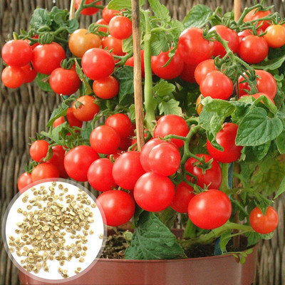 KNESSiN VXI-7 Tomato Seed(200 per packet)