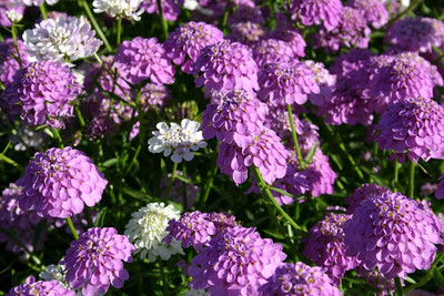 Aywal Candytuft f1 Hybrid Flower Seed(50 per packet)