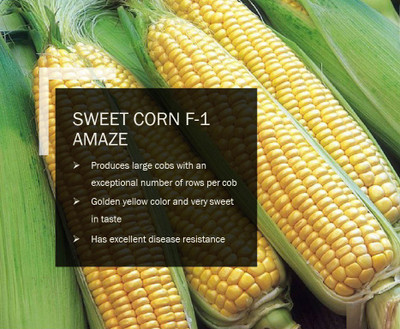 VibeX SWEET CORN F-1 AMAZE SEEDS(2000 Seeds) Seed(2000 per packet)