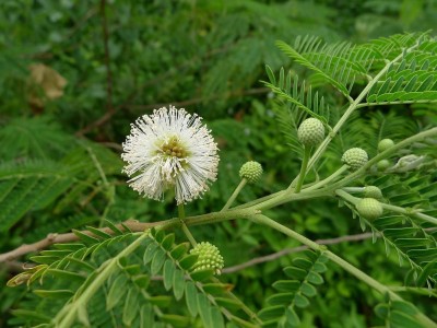 Faabiie Subabul, Leucaena leucocephala, Safed Babool, Babul Plant Seed(75 per packet)