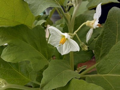 ASPEN White Brinjal Seeds | Vellai Katharikai Seed(30 per packet)