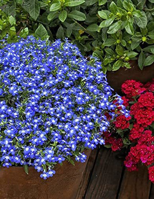 Lorvox Verbena Mix Seed(120 per packet)