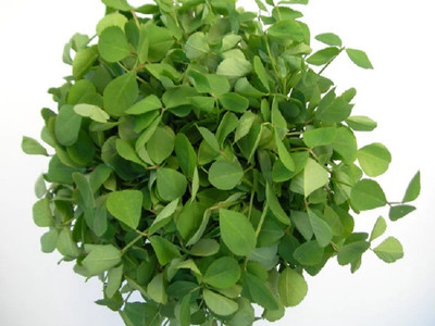 CYBEXIS Metha seeds-350 Seeds Seed(350 per packet)