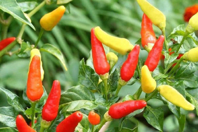 KNESSiN Tabasco Chilli Pepper Seed(200 per packet)