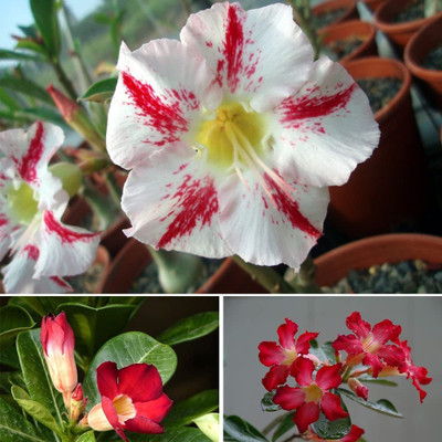 WILLVINE KGF -78 True Desert Rose Seeds Seed(60 per packet)