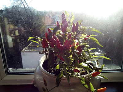 KNESSiN Hot Birds eye Chilli Seed(1250 per packet)