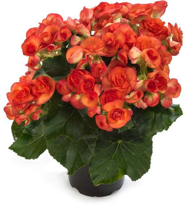Qualtivate ATS-135 Begonia Beautiful Multi-Colour Flowers Seeds Seed(25 per packet)