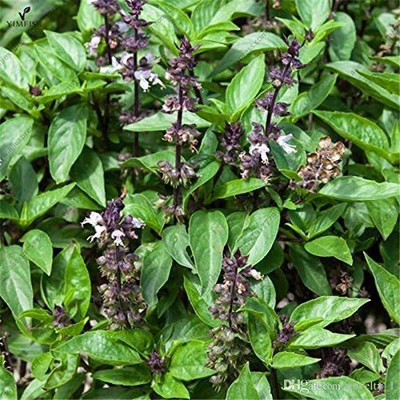 VibeX NBIR-8 - Thai Spicey Basil - (4500 Seeds) Seed(4500 per packet)