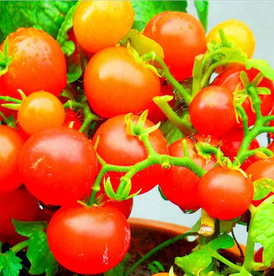 Qualtivate RES-5A Dwarf Red and Yellow Cherry Tomato Rare Seed(300 per packet)