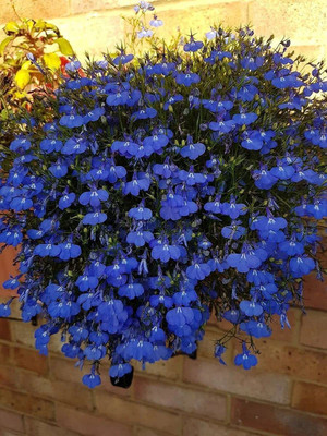 VibeX HUA-14 - Creeping Thyme - (1350 Seeds) Seed(1350 per packet)