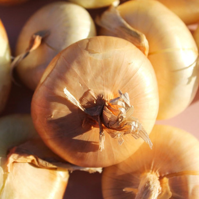Biosnyg Borettane Pearl Onion Vegetable Seeds For Planting-(3000 Seeds) Seed(3000 per packet)