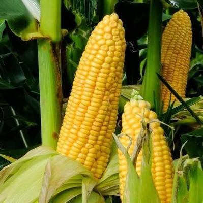 WILLVINE MAH -VI Honey Select Triple Sweet Yellow Corn-[100g] Seed(400 per packet)