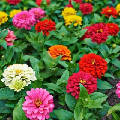 LPR ZINNIA, ZENNIA Seed(20 per packet)
