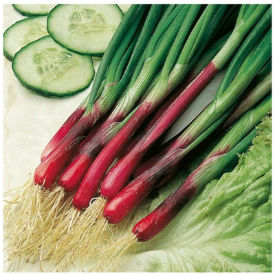 CYBEXIS Onion Spring - North Holland BLOODRED REDMATE Seeds - BUNCHING Type2000 Seeds Seed(2000 per packet)