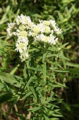 VibeX ® VLR-509 MOUNTAIN MINT Pycnanthemum Pilosum Seed(200 per packet)