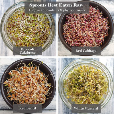 CYBEXIS Organic Sprouting Microgreen 4 Variety Seed(10 g)