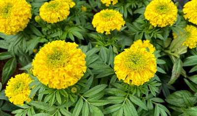 Autobianchi marigold/gende ka phool flower seeds Seed(75 per packet)