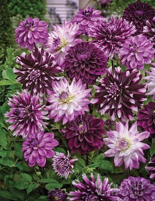 CYBEXIS Midnight Party Dahlia Blend Seeds Seed(50 per packet)