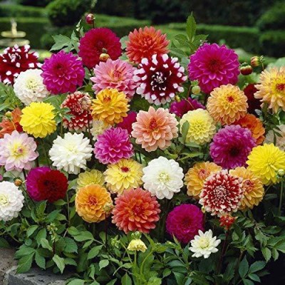 Lorvox Dahlia Ball Pompon Mix Annual Flowers for Planting Seed(85 per packet)