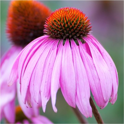 Biosnyg YRS-36 Purple Coneflower (Echinacea purpurea)-[50 Seeds] Seed(50 per packet)