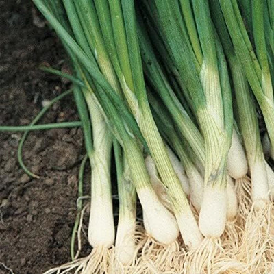 Qualtivate PUA-2A White Bunching Onions Seeds Seed(500 per packet)