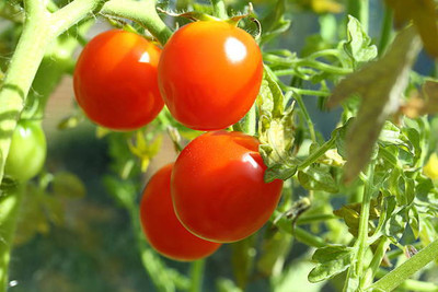 SHYAM tomato Seed(140 per packet)