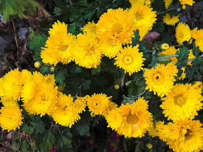 Qualtivative marigold,gende ka phool seeds Seed(20 per packet)