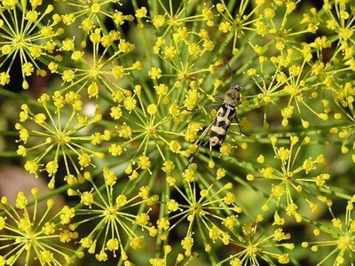 CYBEXIS TLX-7 - Herb Dill Bush Giant - (2250 Seeds) Seed(2250 per packet)
