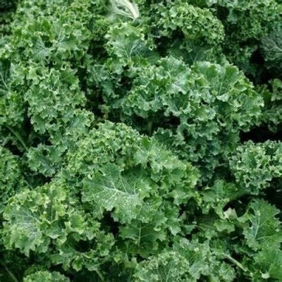 WILLVINE VMR -III Dwarf Siberian Kale Seeds [25g] Seed(7500 per packet)