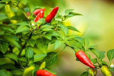 CYBEXIS Fast Germination Hot Pepper Chilli Basket of Fire Seeds600 Seeds Seed(600 per packet)