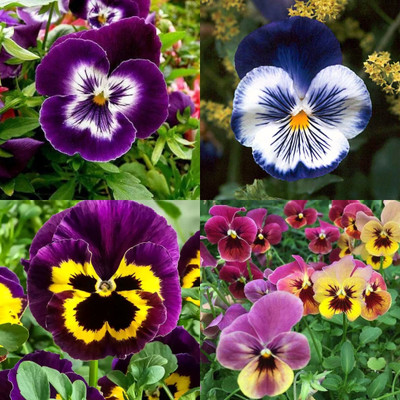 ibains Pansy flower seeds 24 Seed(24 per packet)