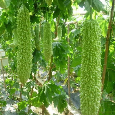 ACMS F-1 Bitter Gourd Planting For Home And Garden Seed(449 per packet)