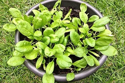 Aywal Desi Kantewali Spinach Palak Seed(700 per packet)