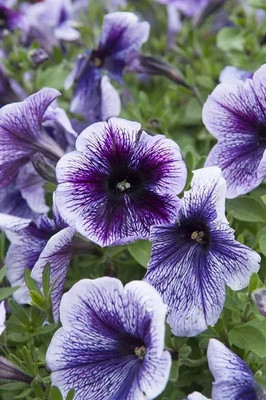 Dasstore Pituniya multiple colour flower seeds (pack of 50) Seed(50 per packet)