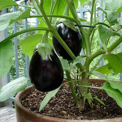 Biosnyg Lambe Bengan Black Long Brinjal For Kitchan Garden ( Seeds) Seed(2000 per packet)