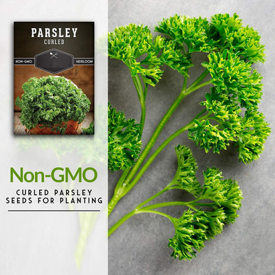 CYBEXIS GBPUT-78 - Parsley Triple Moss Curled - (250 Seeds) Seed(250 per packet)