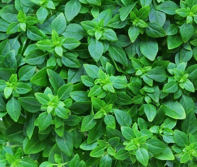 WILLVINE XLL-61 Spicy Globe Basil Seeds Seed(1000 per packet)