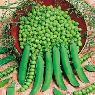 CYBEXIS Hybrid Farm - Pea Seeds1600 Seeds Seed(1600 per packet)